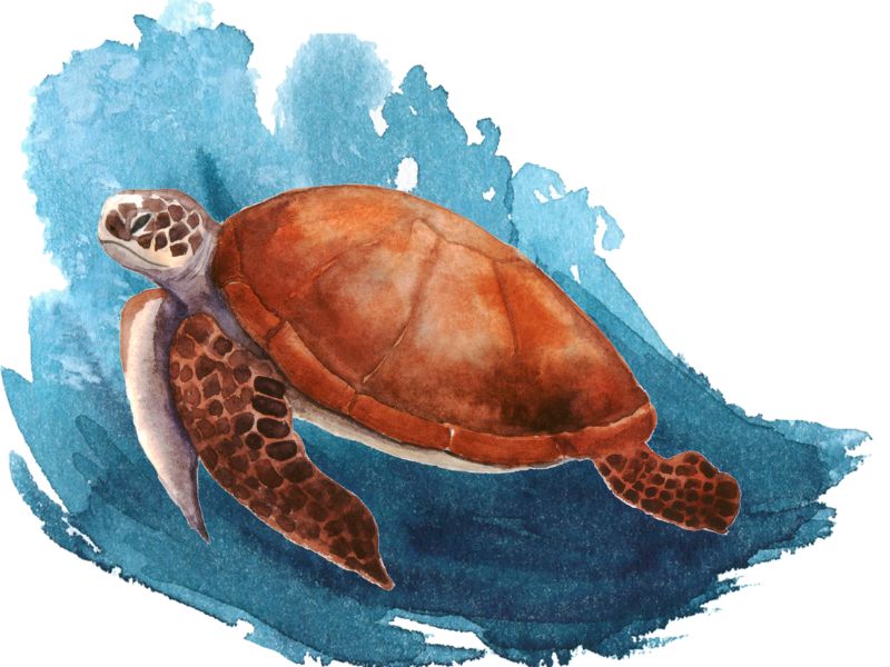Sea turtle