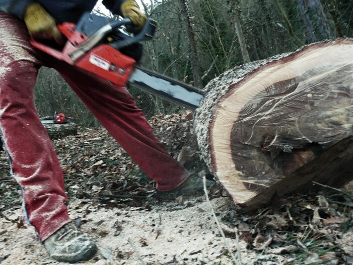 tagli boschivi